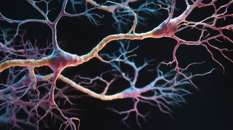 神经元结构细节展示