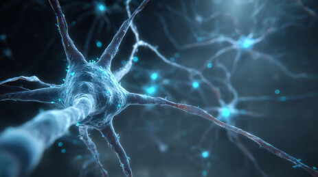 神经元信号传递的微观世界