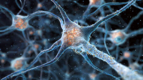 神经元结构细节展示