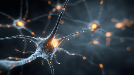 神经元信号传递动态图