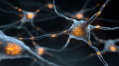 神经元电信号传递的动态视觉呈现