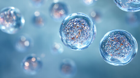 细胞胚胎发育过程可视化