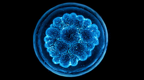 蓝色荧光下的早期胚胎细胞分裂图像