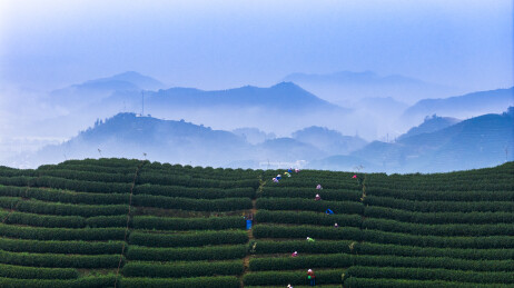 杭州春天富阳拔山村西湖龙井茶园采茶