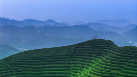 杭州春天富阳拔山村西湖龙井茶园采茶