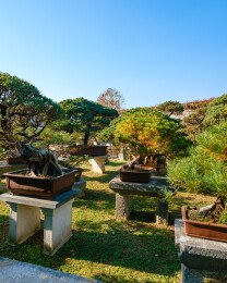 秋日留园庭院里的盆景景观