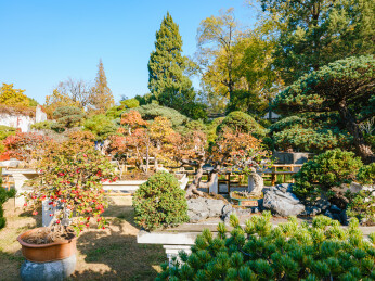秋日留园庭院里的盆景景观