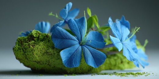 一丛蓝雪花3D卡通橡皮泥植物花卉插画