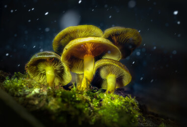 自然微距植物蘑菇动物蜘蛛