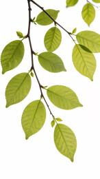 初春嫩枝缀绿叶