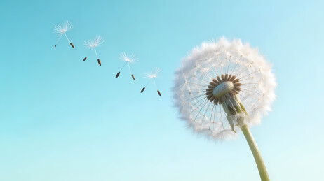 蒲公英飘散春日晴空