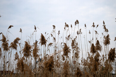 风中摇曳的芦苇丛