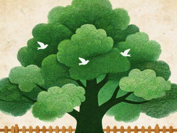 夏天茂盛的大树和小草植物与飞鸟