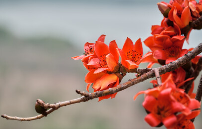 南方盛开的木棉花特写—广州市花英雄之树