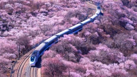 居庸关花海列车