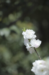 特写春天盛开的一枝的白色碧桃花