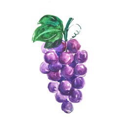 一串紫色葡萄水彩画