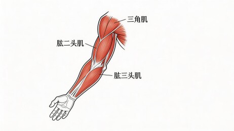 人体手臂肌肉结构图