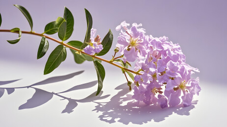 紫薇花枝绿叶浅紫花朵白色背景