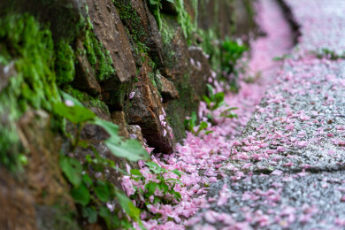 粉樱铺径映苔墙，雨润石街藏春韵