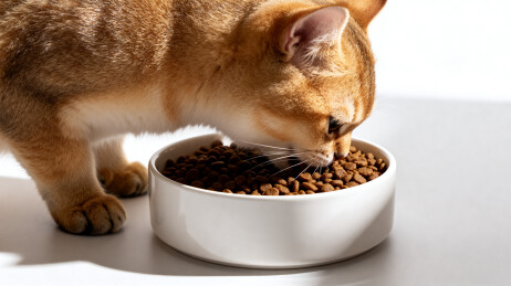 猫咪专注进食干粮