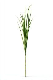 芦苇杆造型
