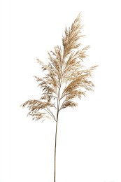 芦苇杆造型
