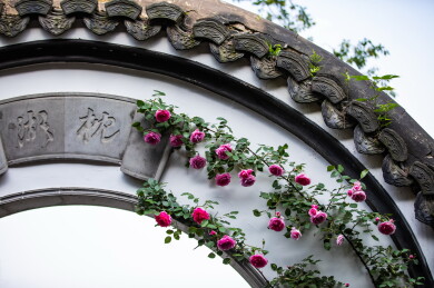 中国浙江杭州郭庄月季花