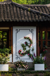 中国浙江杭州郭庄月季花