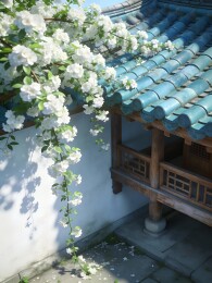 古建筑旁白花盛开