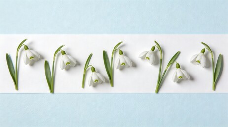 白色雪花莲排列装饰图案