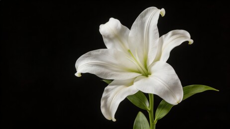白色百合花在黑色背景中绽放