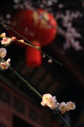 青羊宫红梅花开