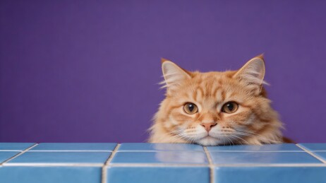 橘猫趴在蓝色瓷砖上望