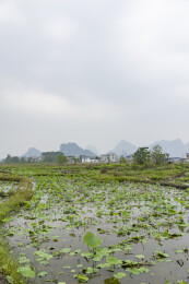喀斯特地貌乡村荷塘与远山村落