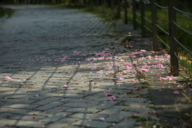 落花步道