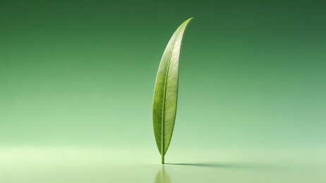 翠绿细叶静谧光影