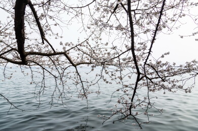 中国浙江杭州西湖樱花