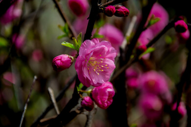 春天桃花枝条盛开