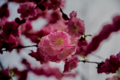 春天桃花枝条盛开