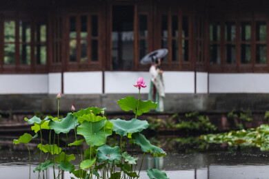 中国浙江杭州郭庄荷花