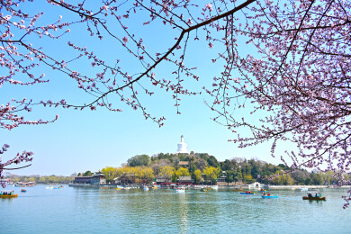 北京：北海公园山桃花进入最佳观赏期，与白