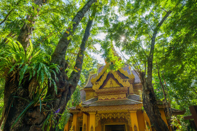 云南西双版纳景洪曼听御花园景区