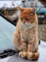 坐在汽车上的小猫--摄于泽蒙小镇