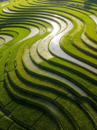 绿色梯田景观