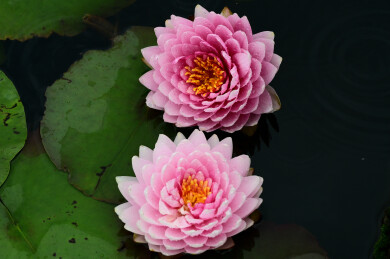 雨中睡莲花 凌波轻舞醉春风