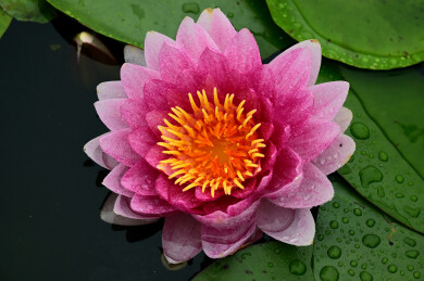 雨中睡莲花 凌波轻舞醉春风