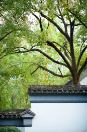 中式园林白墙黛瓦与绿树景观
