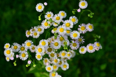 路边的野雏菊