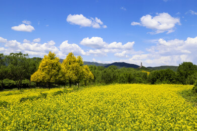 亚洲中国北京海淀中邬公园春天油菜花风景